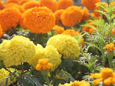 Marigold_flowers
