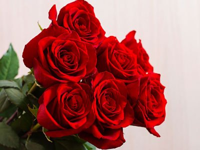 Red-Rose-Flower