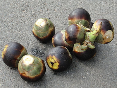 palmyra-fruit-or-ice-apple